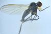 Empis nuntia